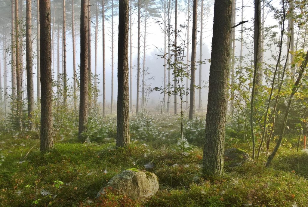 Foggy Finnish Forest
